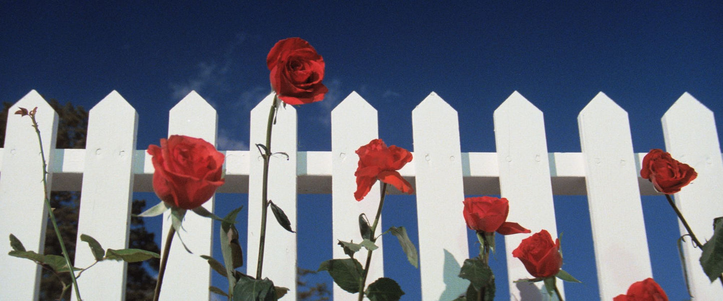 Blue Velvet [4K Ultra HD Blu-ray/Blu-ray] [Criterion Collection]